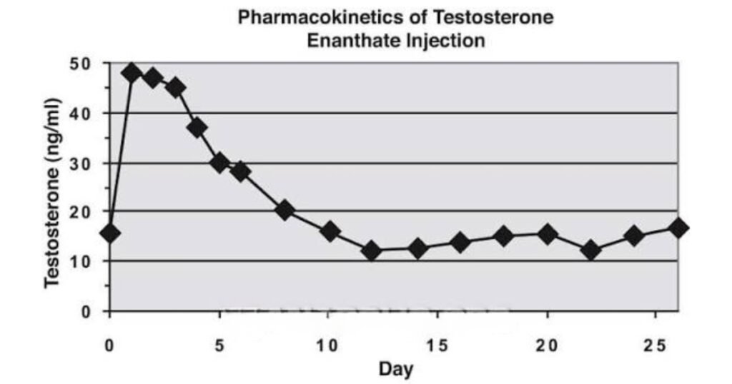 enantat-testosteronu-okres-poltrwania-farmakokinetyka-enantanu-testosteronu